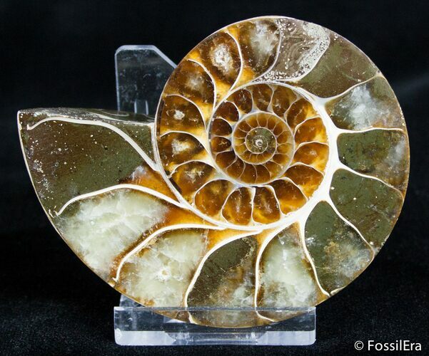 Inch Desmoceras Ammonite (HALF) #2828